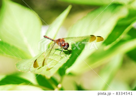 とんぼの休憩 とんぼの休憩 8334541