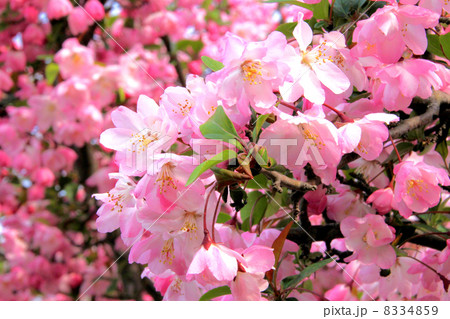 カイドウの花 カイドウの花 8334859