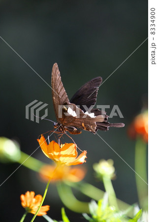 モンキアゲハ 8334900