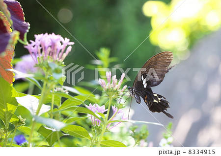 モンキアゲハ モンキアゲハ 8334915