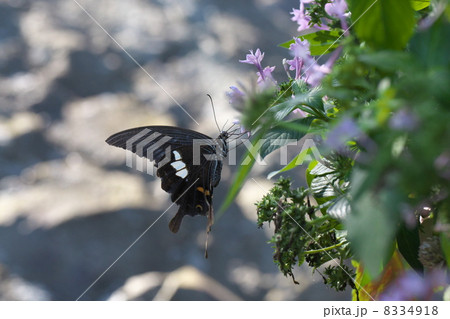 モンキアゲハ 8334918