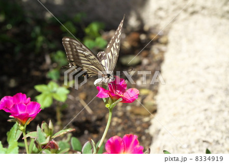 ナミアゲハ ナミアゲハ 8334919