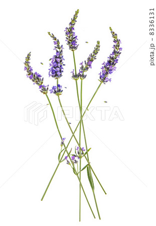 lavender flowers isolated on white lavender flowers isolated on white 8336131