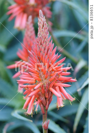 アロエの花が咲きました 漢字で書くと 蘆薈 らしい の写真素材