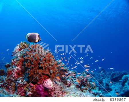 キレイな熱帯魚の群れ キレイな熱帯魚の群れ 8336867