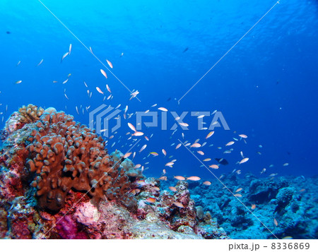 キレイな熱帯魚の群れ キレイな熱帯魚の群れ 8336869