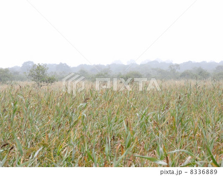 霧の釧路湿原 霧の釧路湿原 8336889