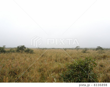 霧の釧路湿原 8336898