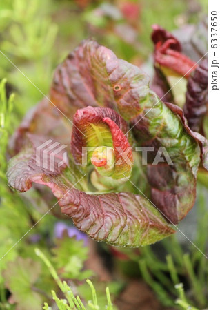 いたどりの新芽 8337650