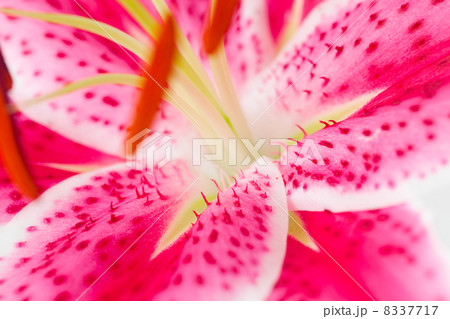 Beautiful lily close-up view Beautiful lily close-up view 8337717