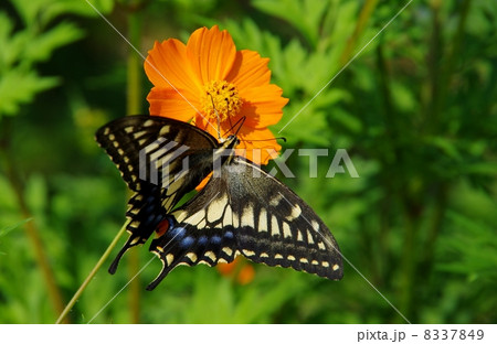 キアゲハチョウと花 蜜を吸うキアゲハ キアゲハチョウと花 蜜を吸うキアゲハ 8337849