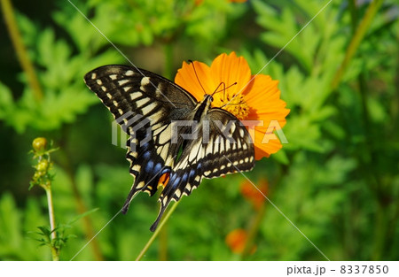 キアゲハチョウと花 蜜を吸うキアゲハ キアゲハチョウと花 蜜を吸うキアゲハ 8337850