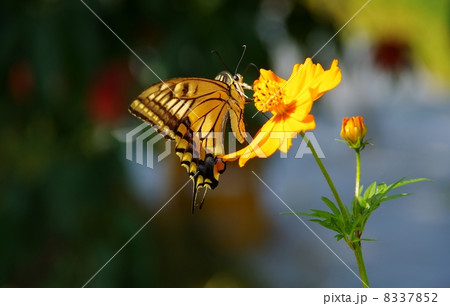 キアゲハチョウと花 蜜を吸うキアゲハ キアゲハチョウと花 蜜を吸うキアゲハ 8337852
