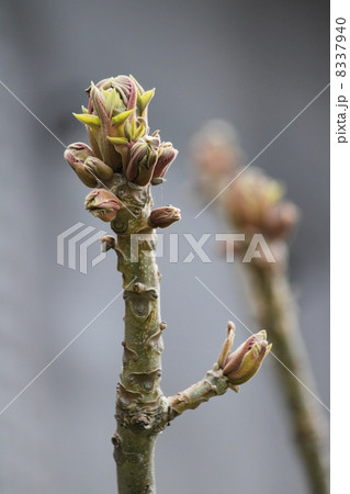 おにぐるみの新芽 8337940