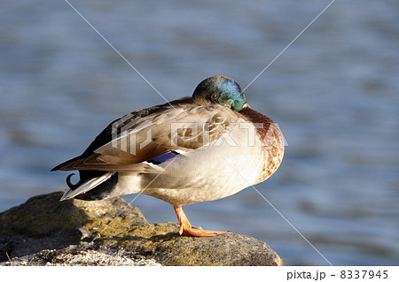 マガモ 8337945