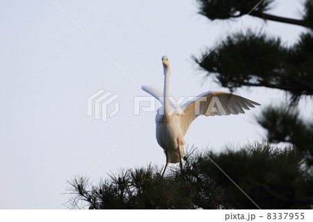 シラサギ（大鷺） 8337955