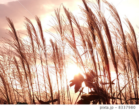 夕焼け空とススキの穂 8337980