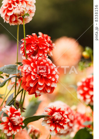 Colorful dahlia flower 8338156