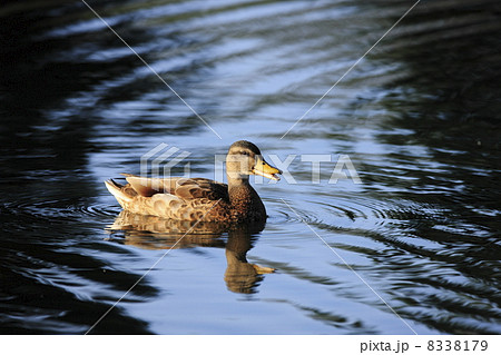 カルガモ（亜種） 8338179