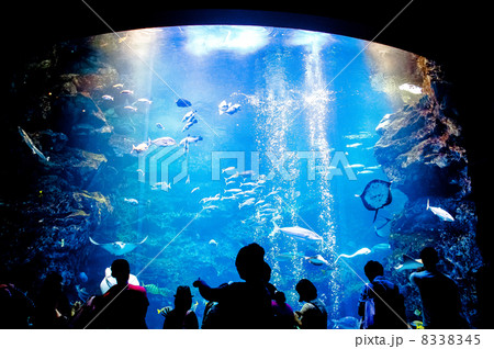 Aquarium 8338345