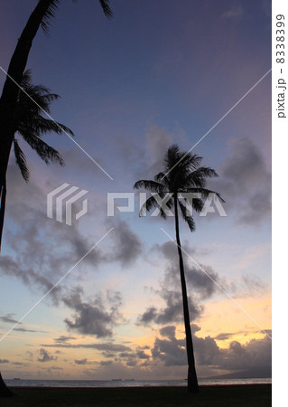 ハワイ　ワイキキの夕暮れ 8338399