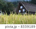 実りの白川郷 8339189