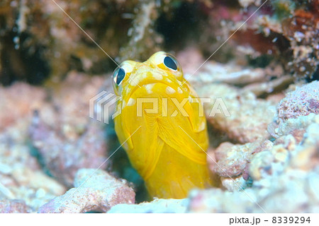 ジョーフィッシュ ジョーフィッシュ 8339294