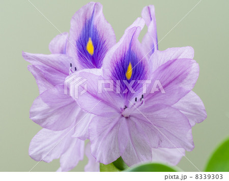 美しい薄紫の布袋葵 8339303