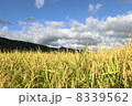 稲穂 8339562