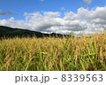 北海道の稲穂 8339563