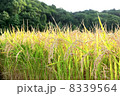 稲穂 8339564