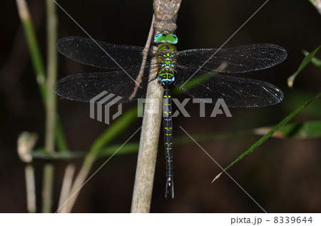 カトリヤンマ　 8339644