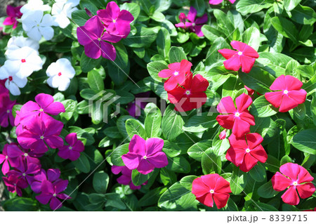 日日草 日日草 8339715