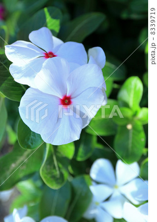 日日草 日日草 8339719