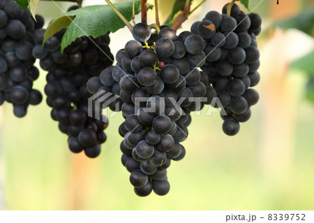 ブドウ 8339752