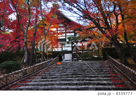 秋の龍安寺 8339777