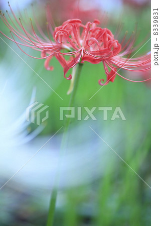 彼岸花 8339831