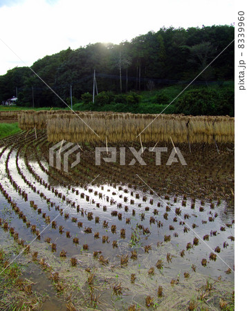 はさがけ はさがけ 8339960