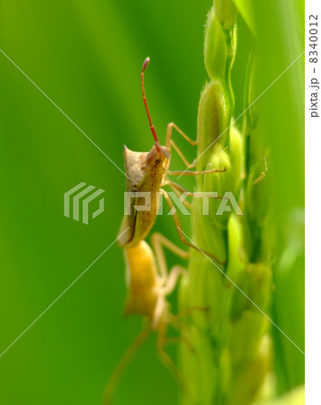 トホシカメムシ 8340012