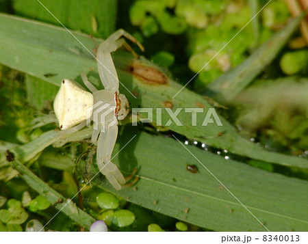 アズチグモ アズチグモ 8340013