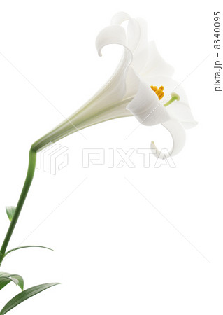 白色の百合  8340095