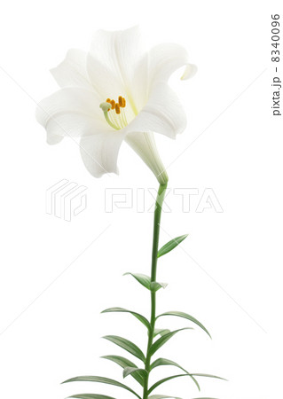 白色の百合  8340096
