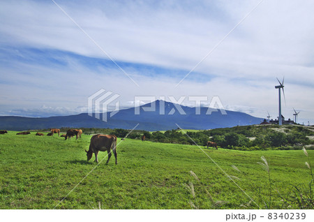 鳥海山と放牧牛 8340239