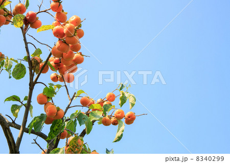 柿の実 8340299
