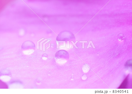 花びらの水玉 8340541