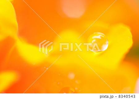 花びらの水玉 花びらの水玉 8340543