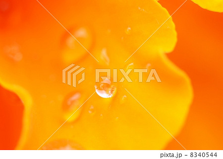 花びらの水玉 8340544