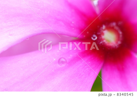 花びらの水玉 8340545