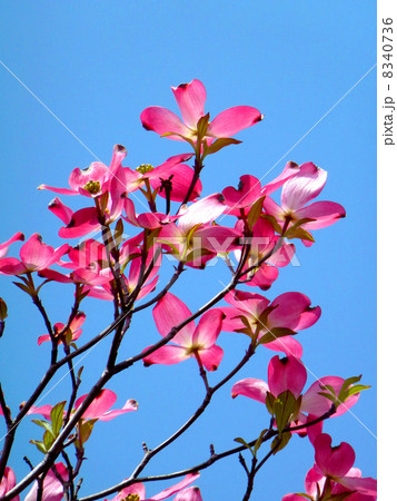 ハナミズキ 8340736