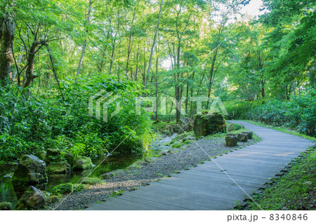 大雪旭岳源水 大雪旭岳源水 8340846